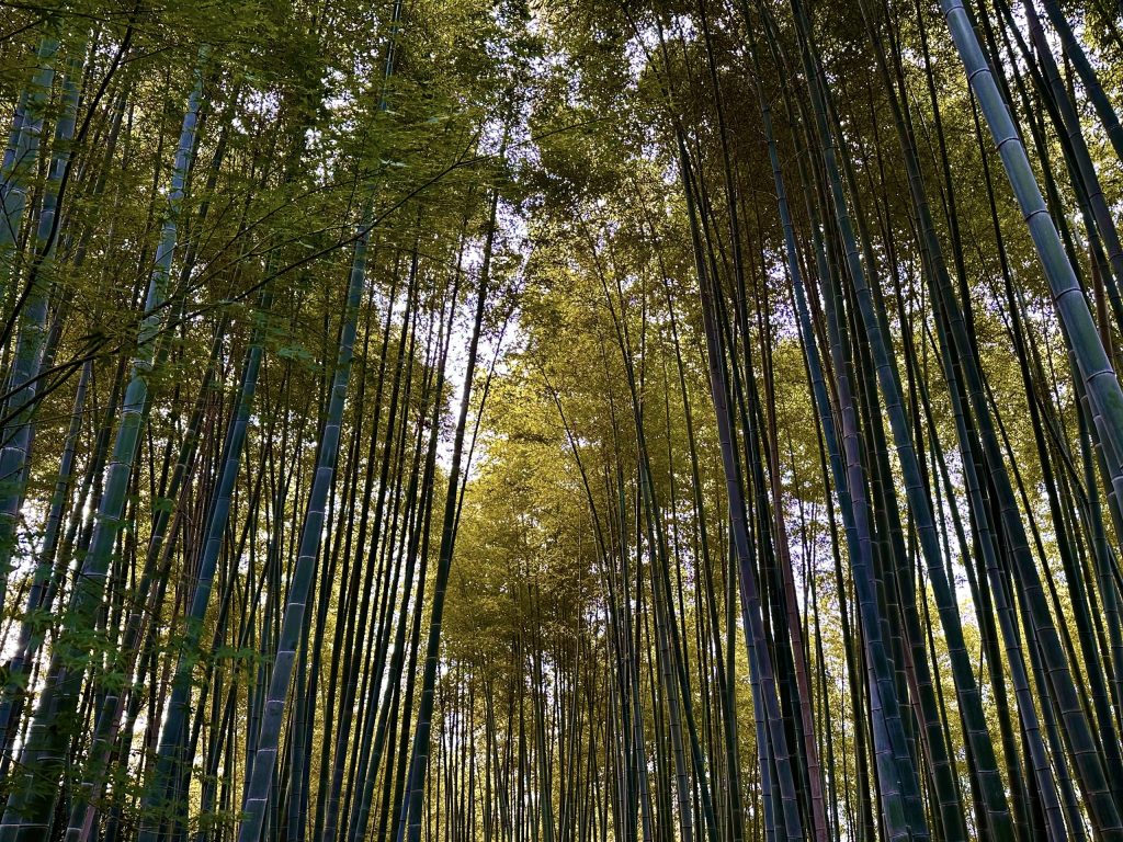Bosque bambú Kioto Japón