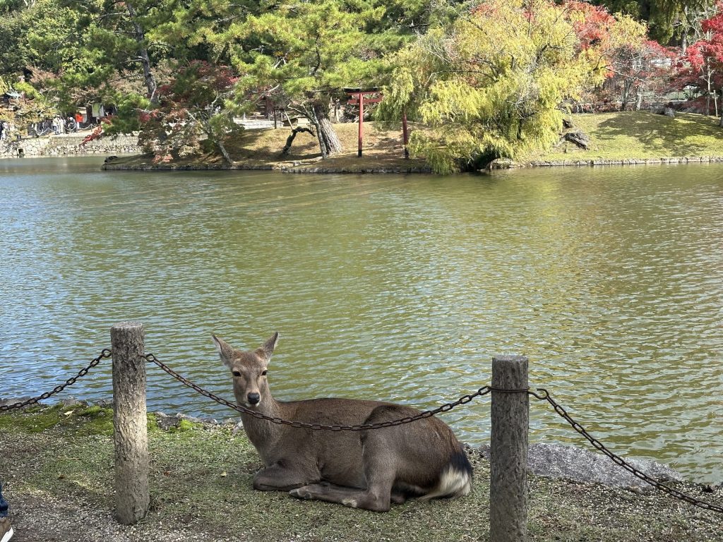 ciervo Nara park Japón