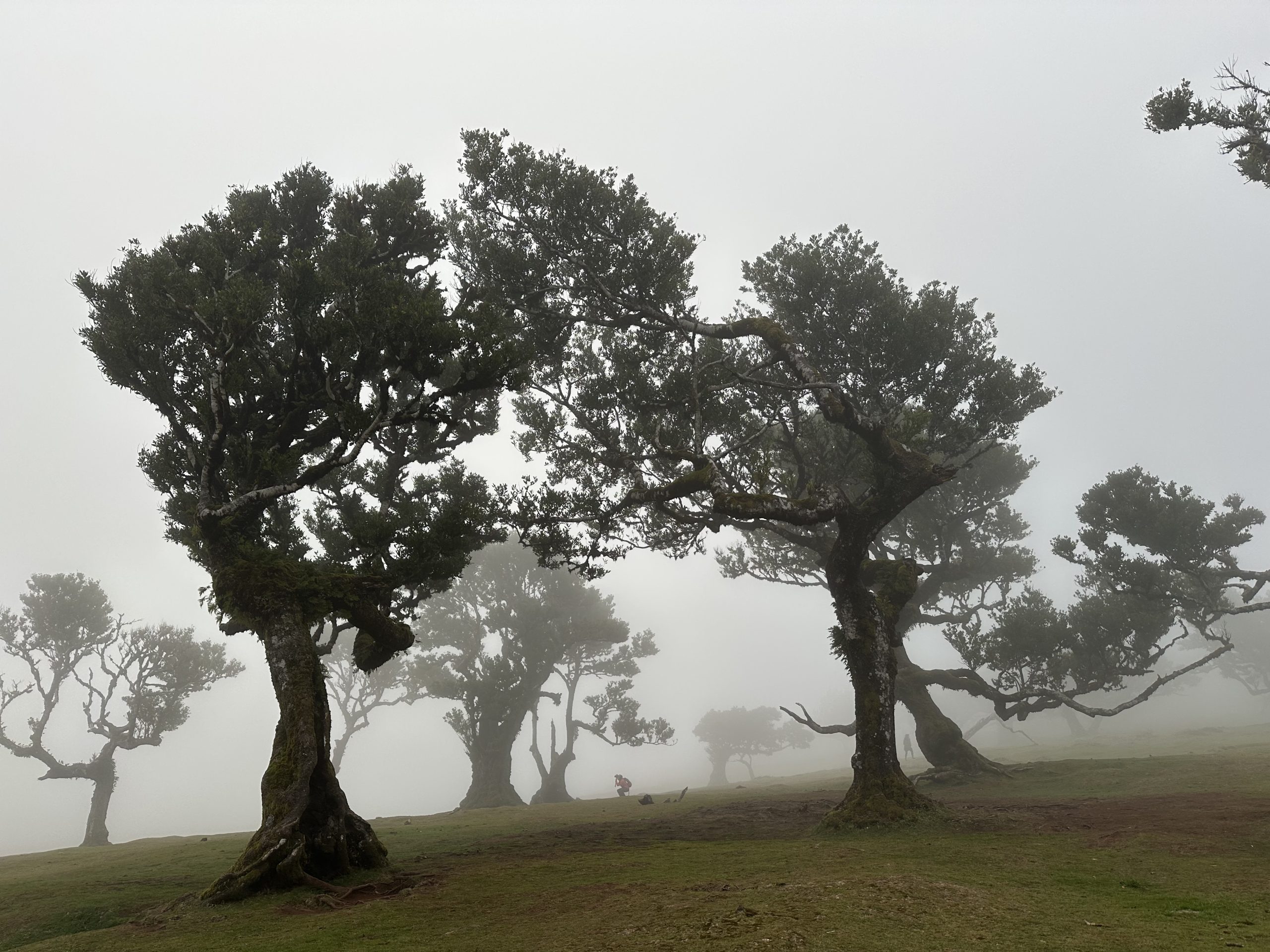 Parque Fanal con niebla en Madeira
